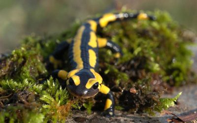 Des bassins versants riches de biodiversité !