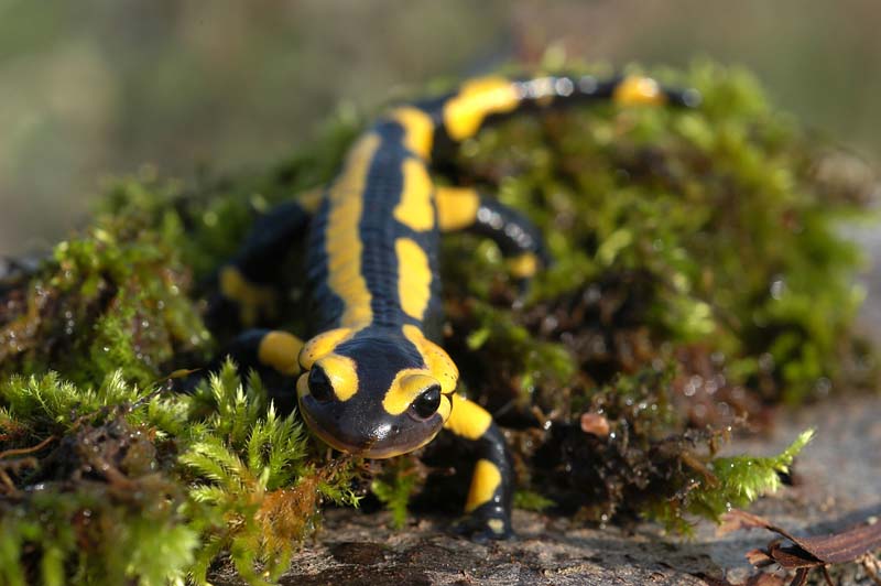 Des bassins versants riches de biodiversité !