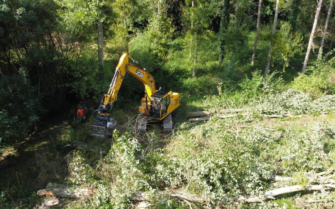Suppression d’une peupleraie au Fuilet (Montrevault-sur-Èvre)