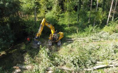 Suppression d’une peupleraie au Fuilet (Montrevault-sur-Èvre)