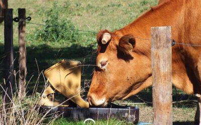 Pose de clôtures et d’abreuvoirs