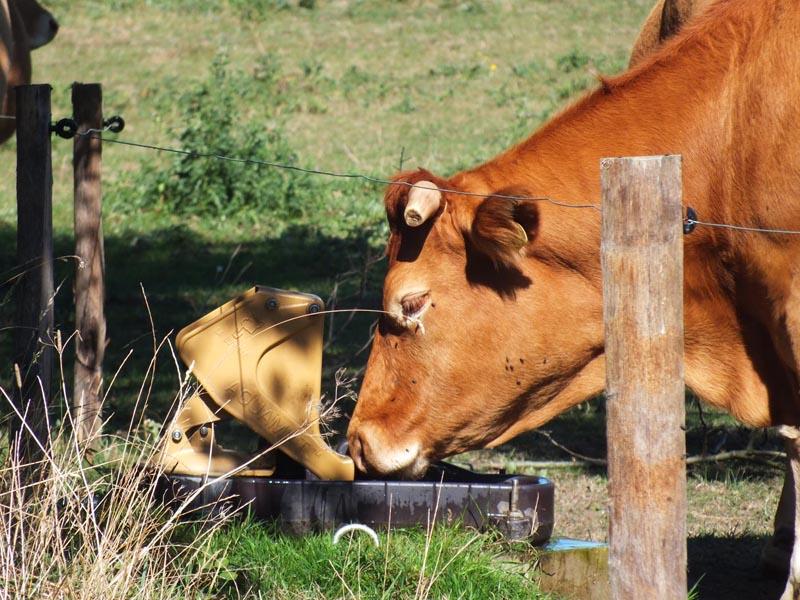 Pose de clôtures et d’abreuvoirs