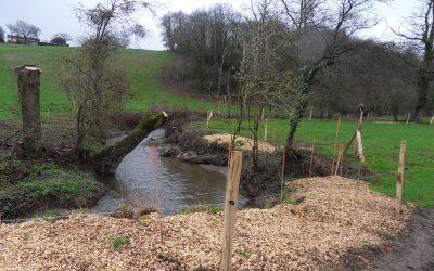 Restauration de la végétation des berges