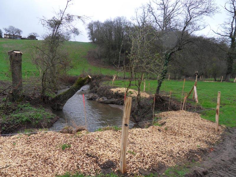 Restauration de la végétation des berges