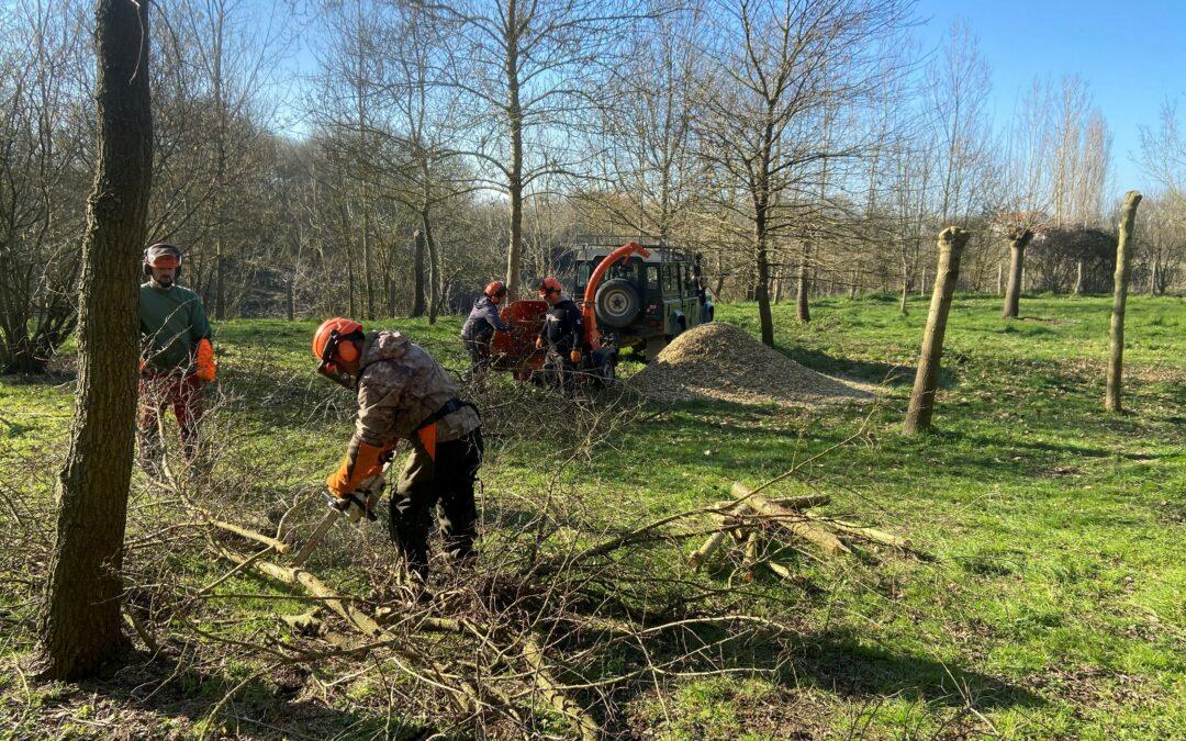 Le maintien des arbres têtards